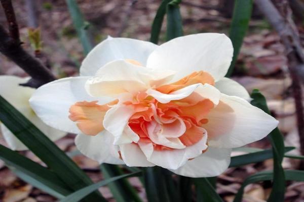 daffodil rosie cloud