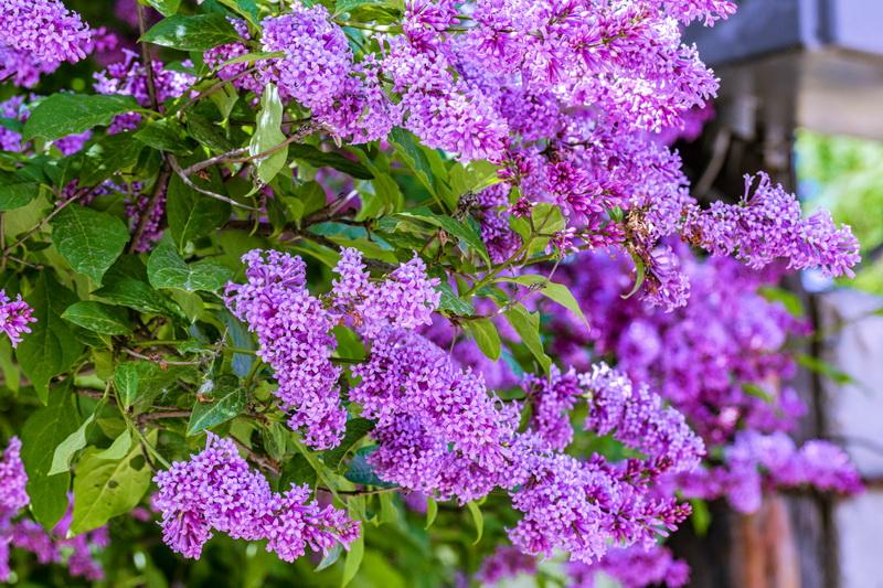 Plantar y cuidar lilas.