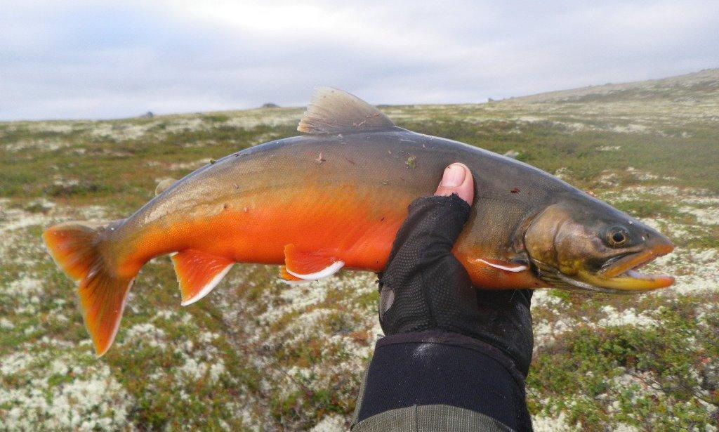 Fisch namens Schmerle Foto