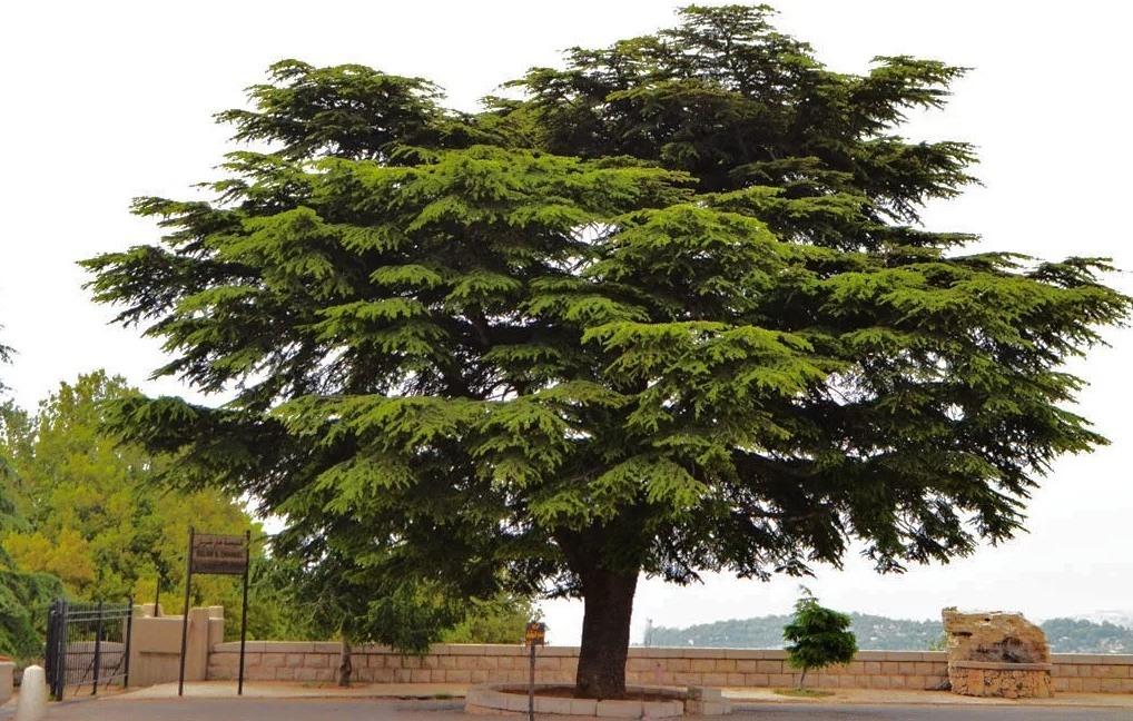 Libanonský cedr vzrostlý strom 