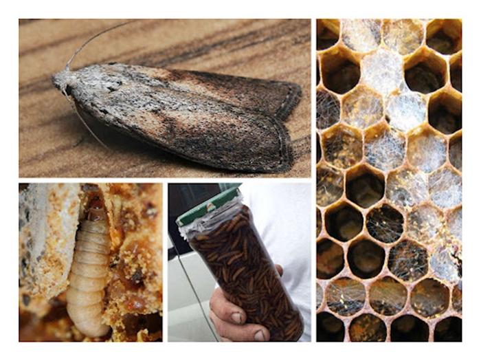 jak se zbavit zavíječe voskového v úlu se včelami