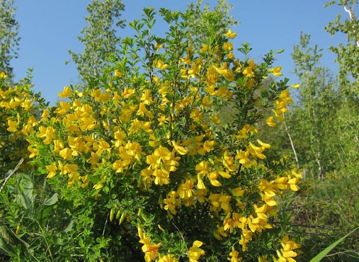 Yellow acacia (puno ng caragana)