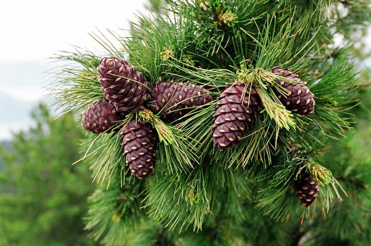 TOP 40 coniferous trees and shrubs with names, plant descriptions