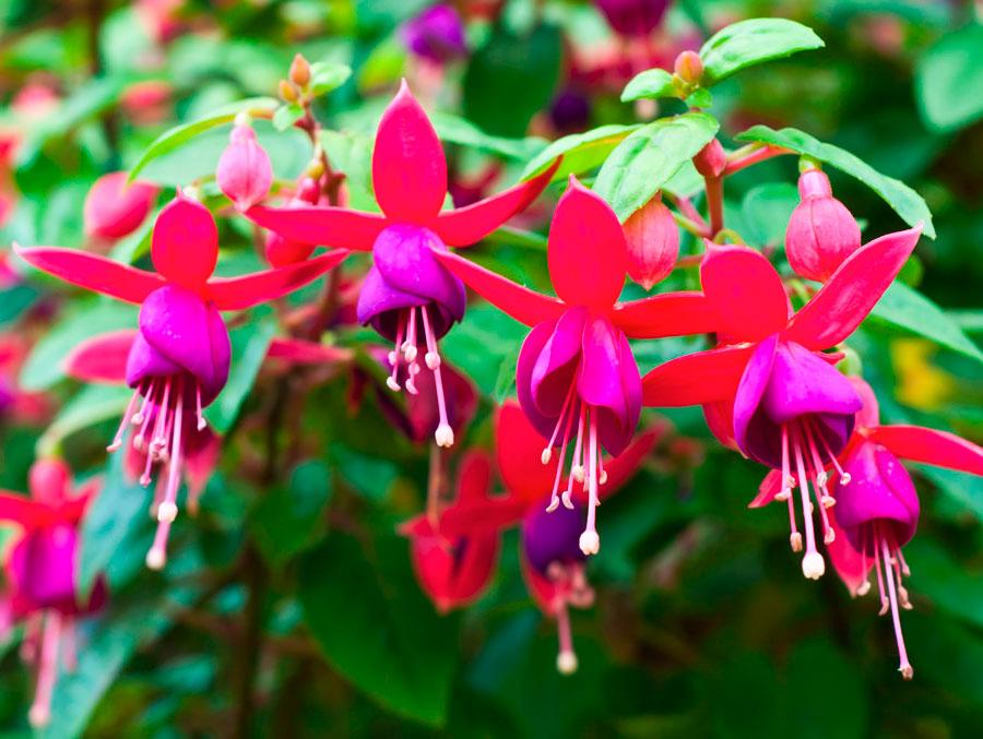 fuchsia voor binnen