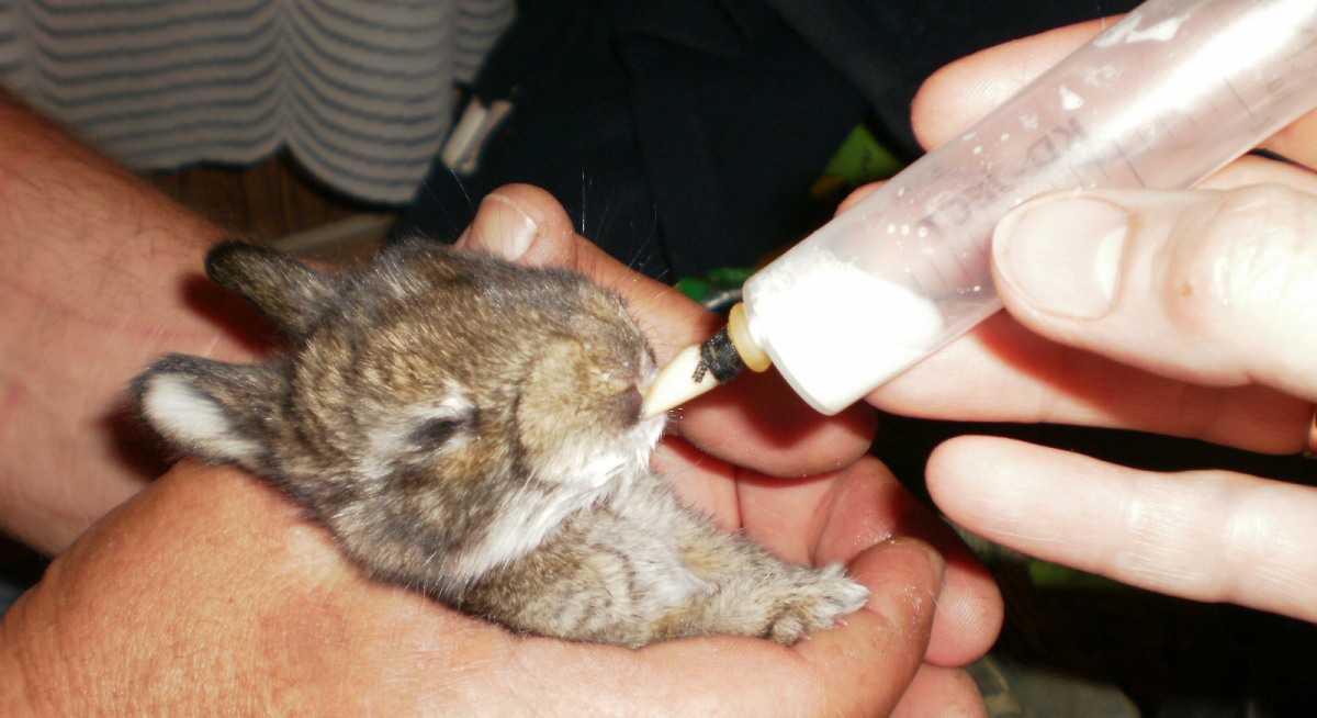 feeding baby rabbits