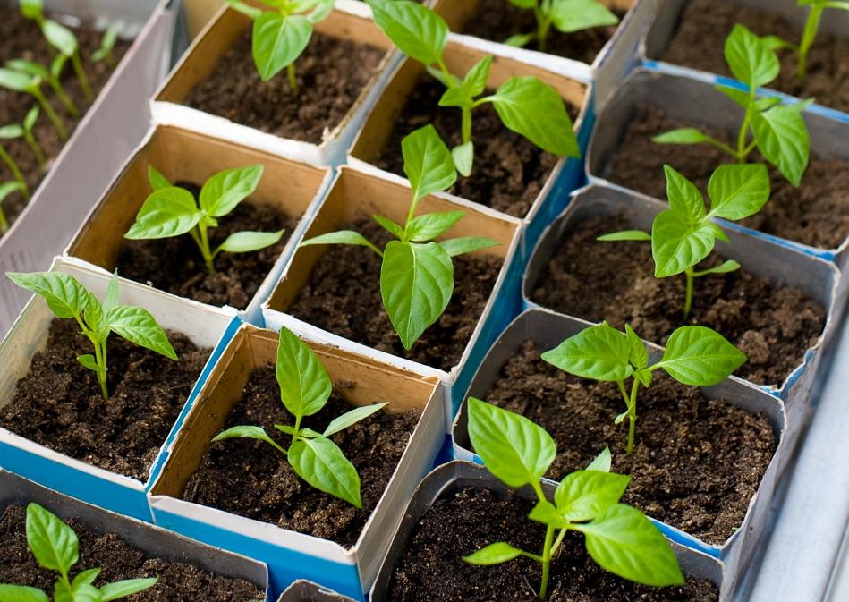 When is the best time to plant pepper seedlings 2023