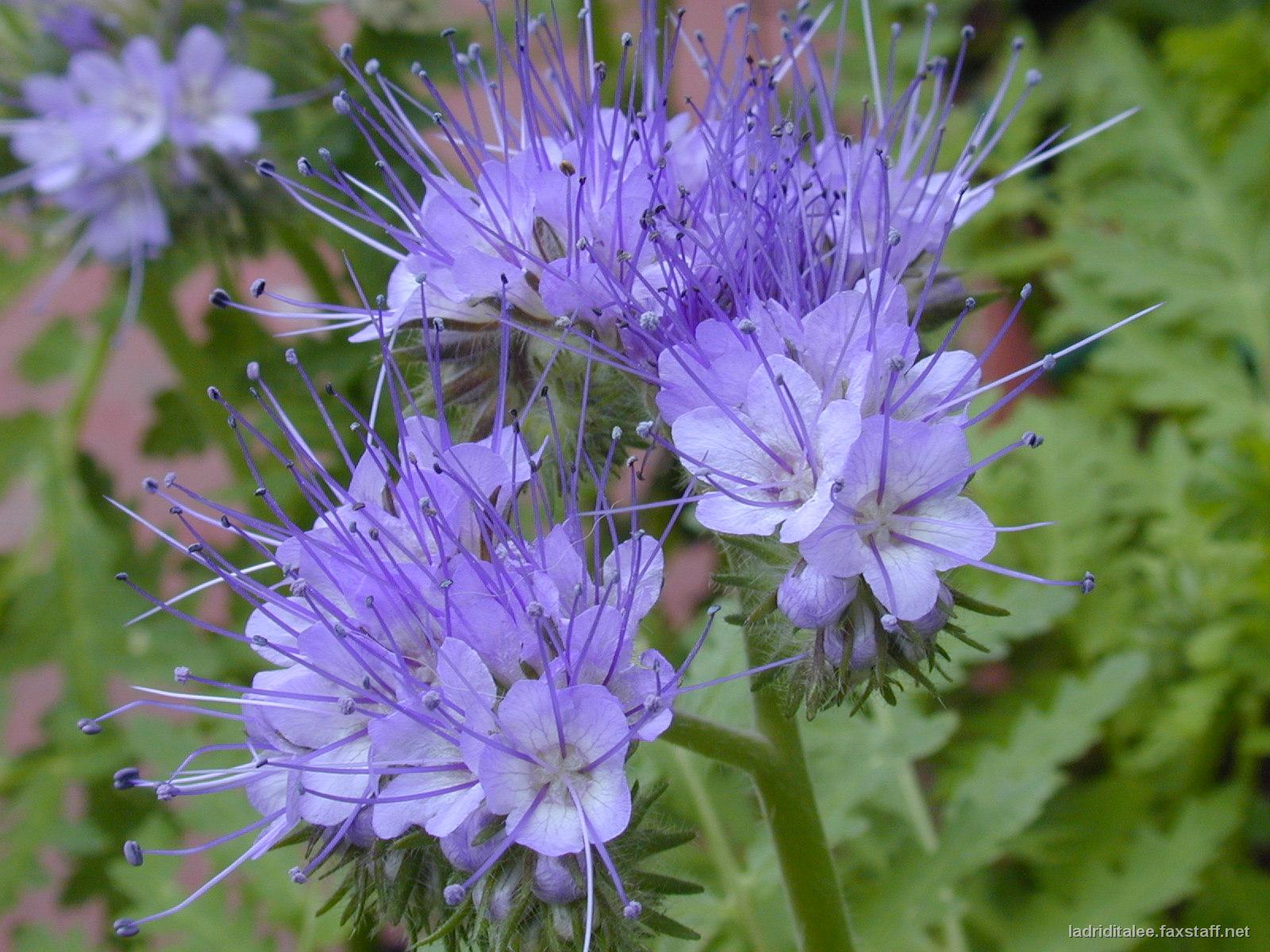 phacelia ως φυτό μελιού