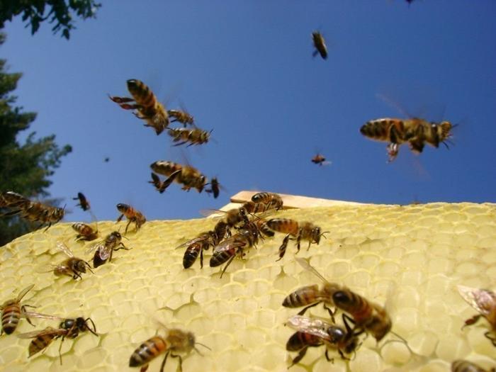 včelí útok na úl, co dělat