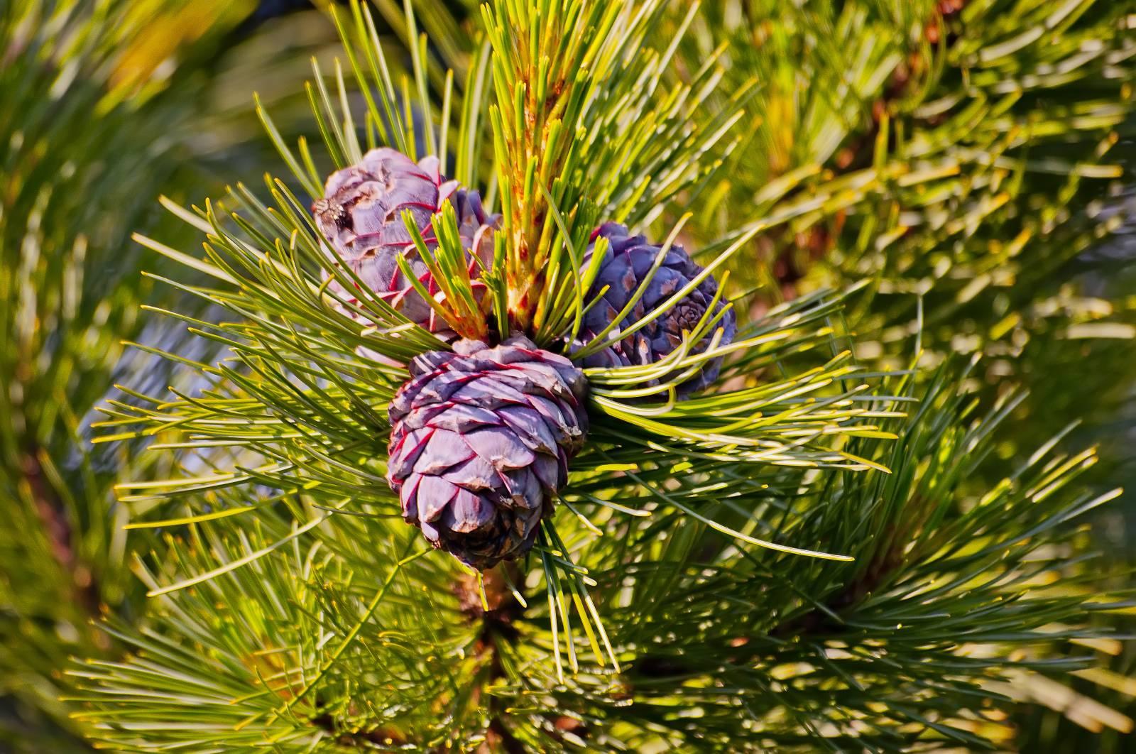 Siberian cedar