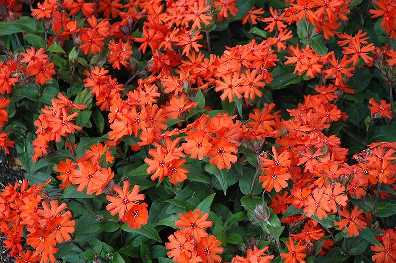 prachtig uitzicht op Lychnis 