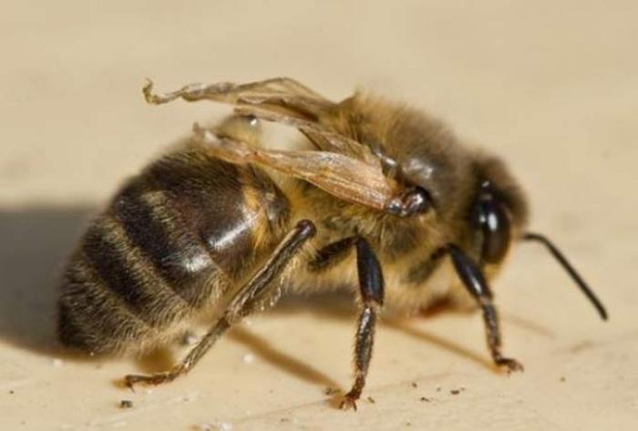 reden voor bijen om zich in de herfst te verzamelen