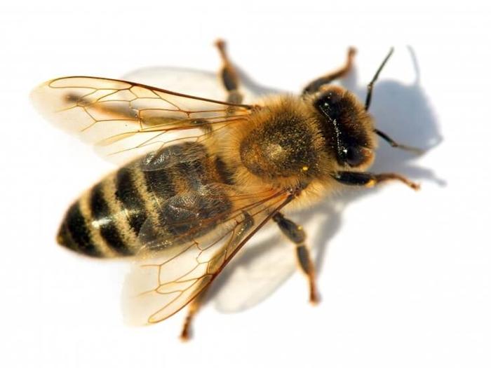 Wie weit fliegen Bienen vom Bienenstock entfernt?