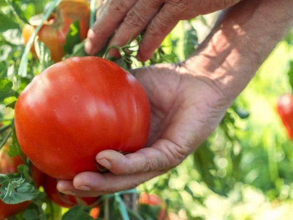 In Sibirien gesammelte Tomatensorte 