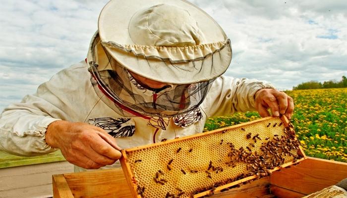 l'apiculture dans la région de Léningrad