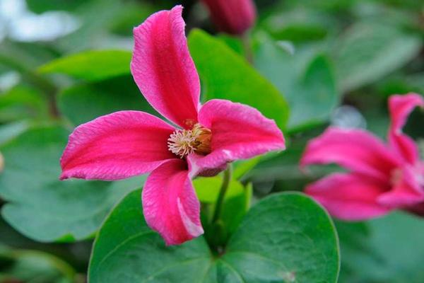 clematis prinsesa diana