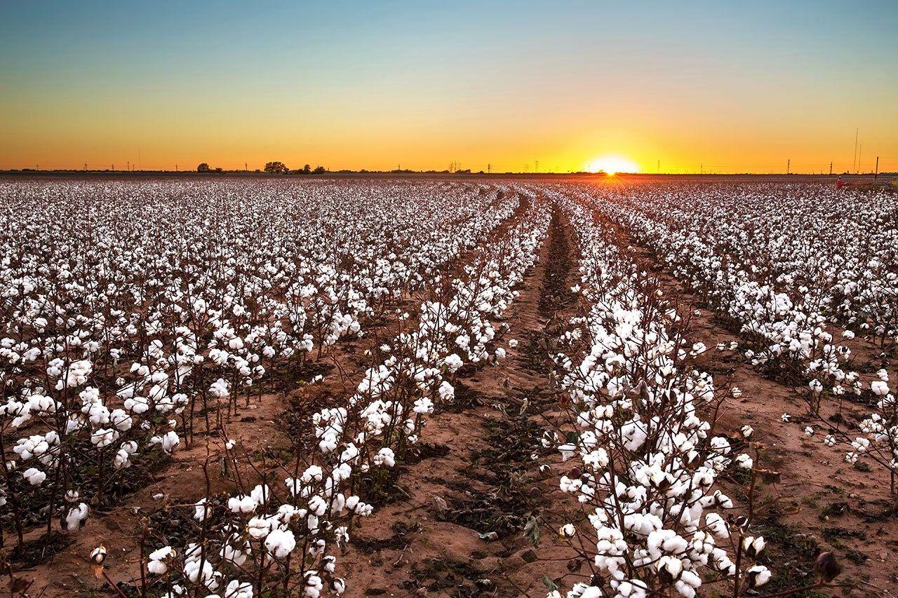 Champ de coton