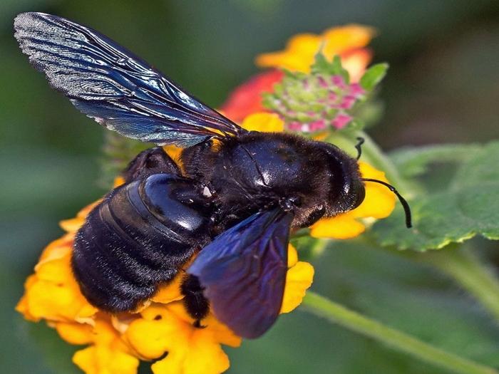 große schwarze Biene