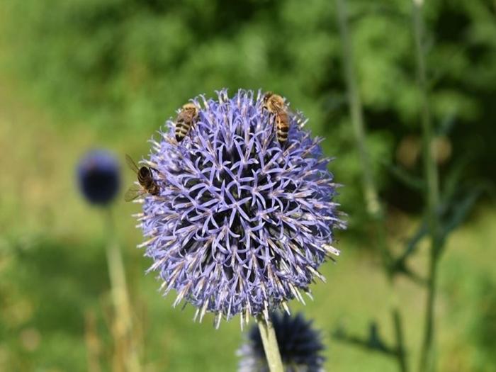 loptasti Echinops