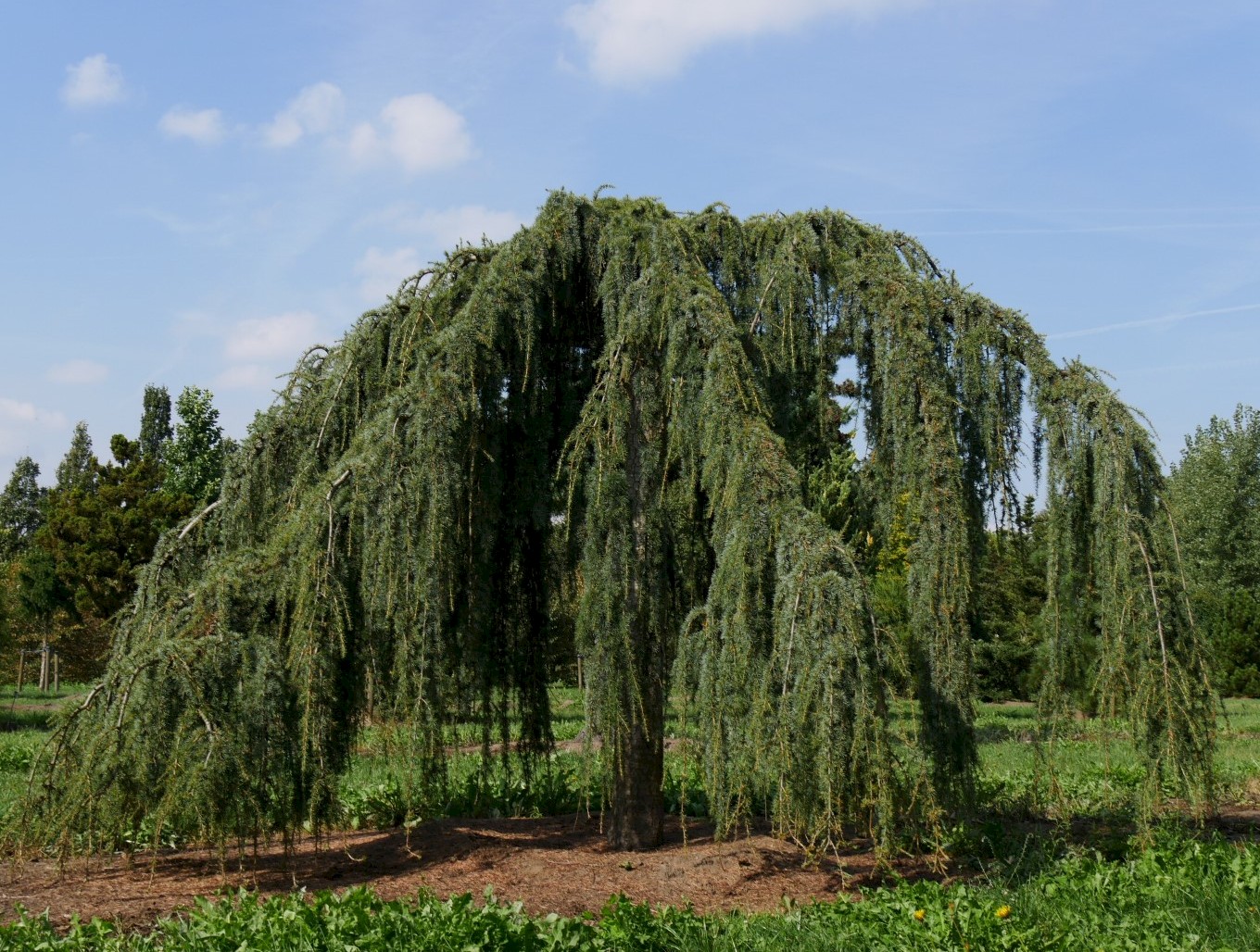 Pendula