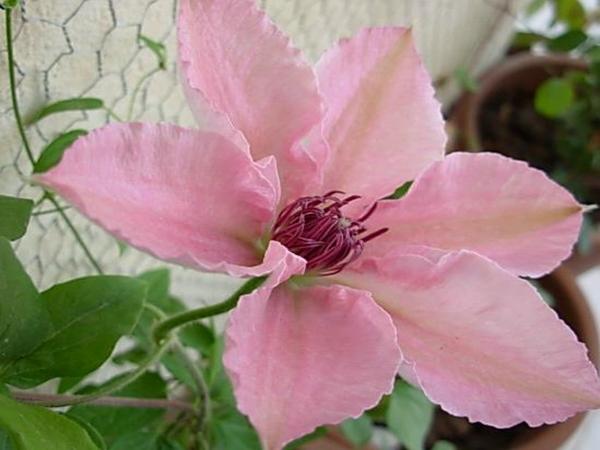 clematis pink fantasia