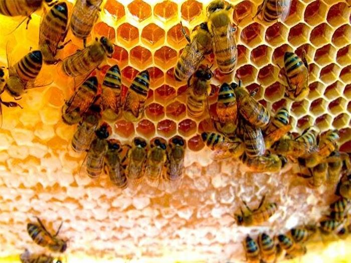 comment les abeilles fabriquent du miel