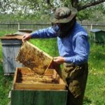 Bienen im Herbst in einen neuen Bienenstock überführen