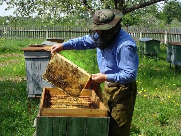 Bienen im Herbst in einen neuen Bienenstock überführen