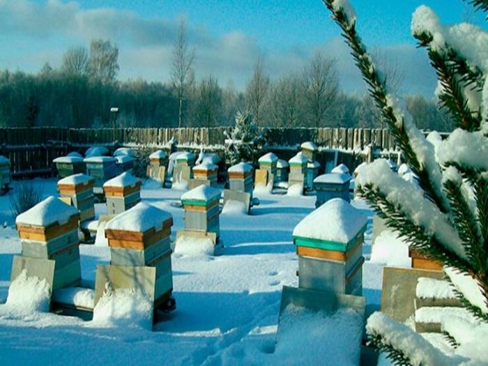 Winterschlafraum für Bienen