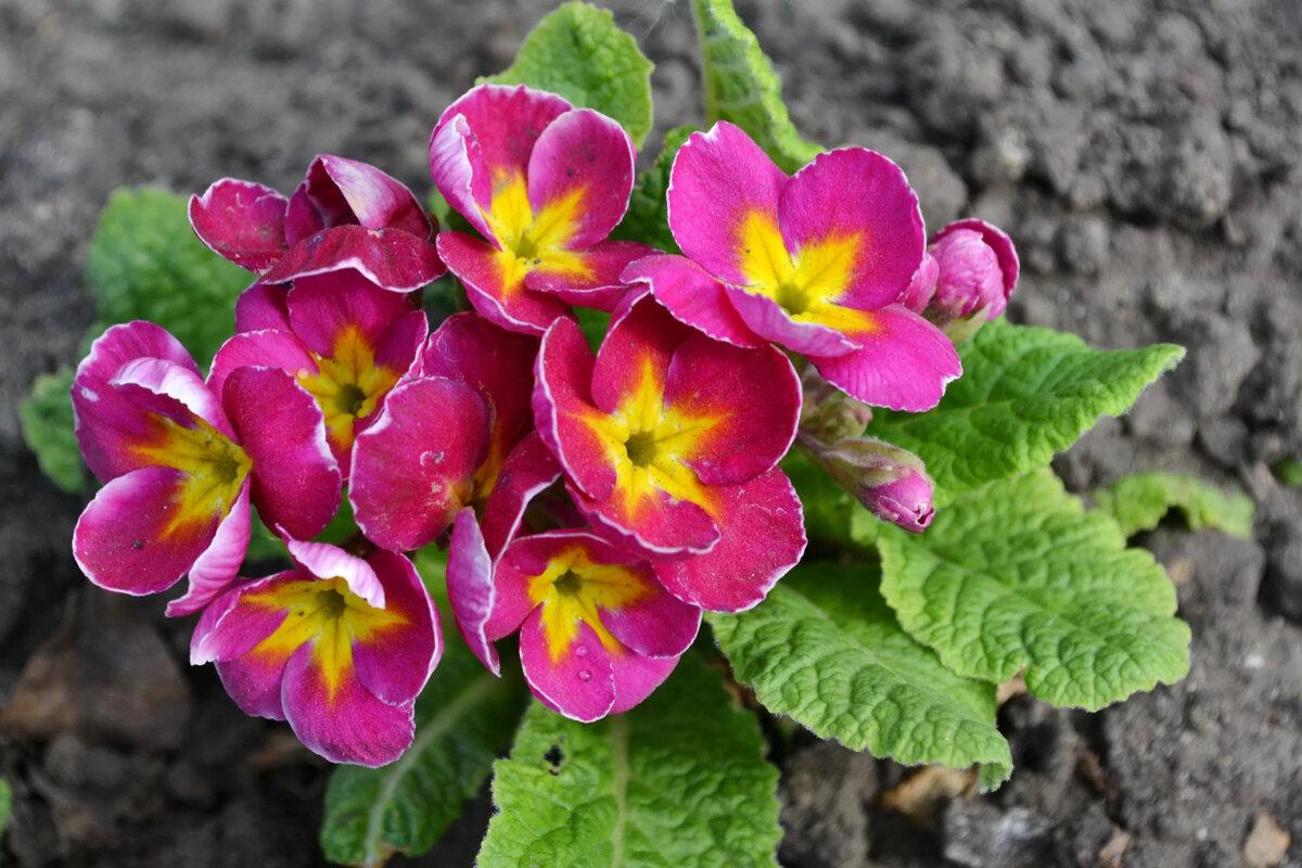 ¿Qué flores perennes se pueden plantar en una tumba? Las 35 mejores para un cementerio.