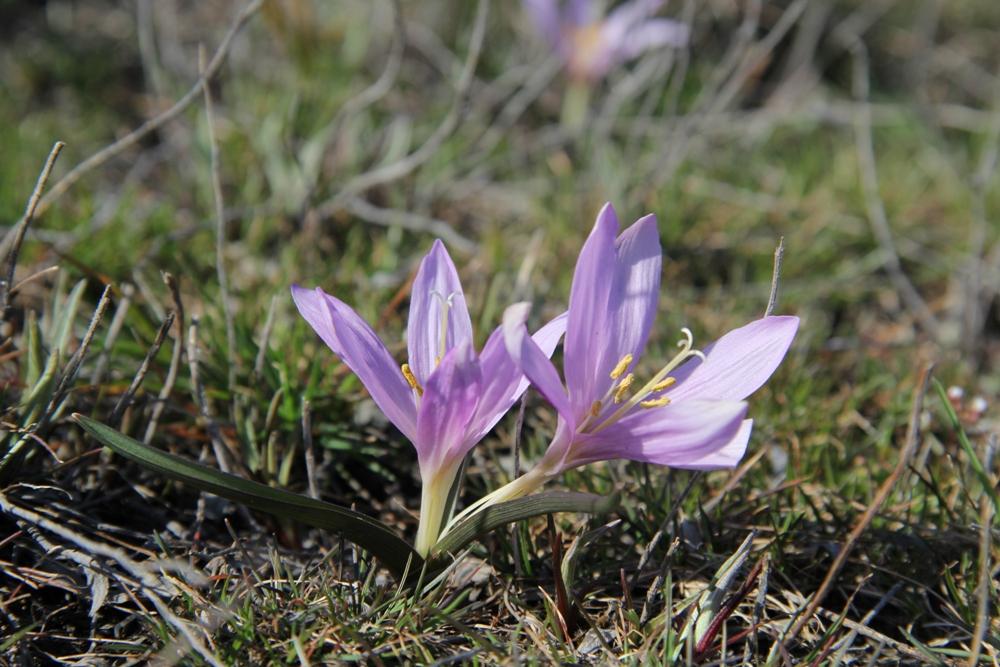 TOP 60 spring primrose flowers with names, descriptions and which ones to choose