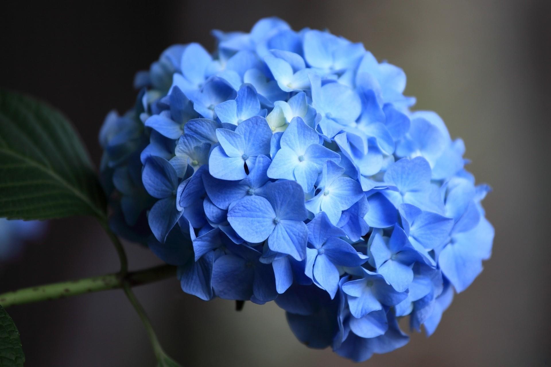 Photo d'hortensia bleu