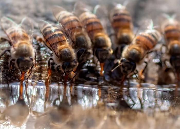 feeding bees