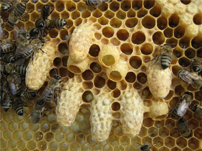 bee development from egg to bee