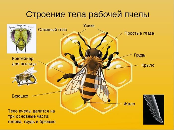 structure of a bee