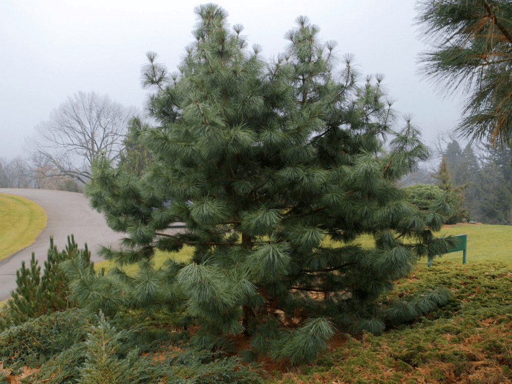 Koreai cédrus dacha