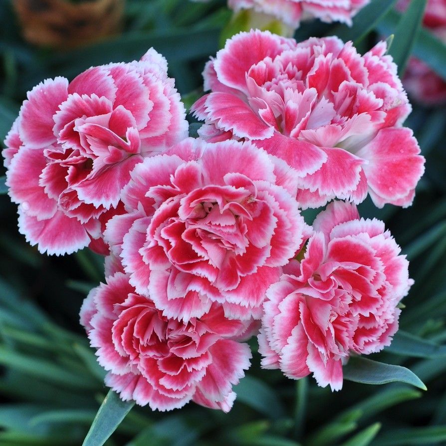 Terry carnation