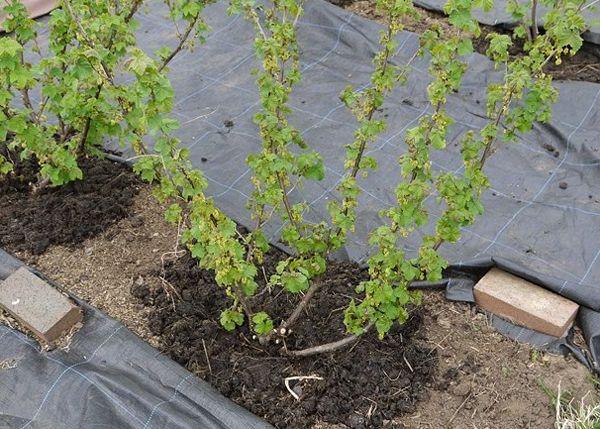 het planten van krenten