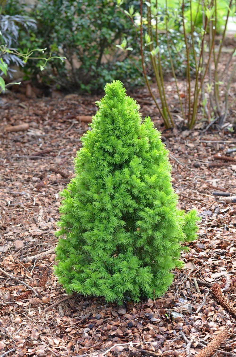 Canadian spruce