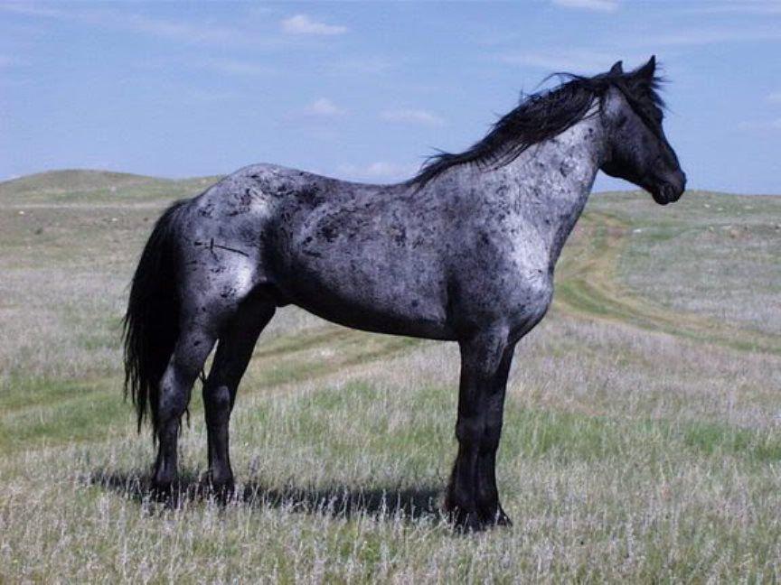 kulay roan horse