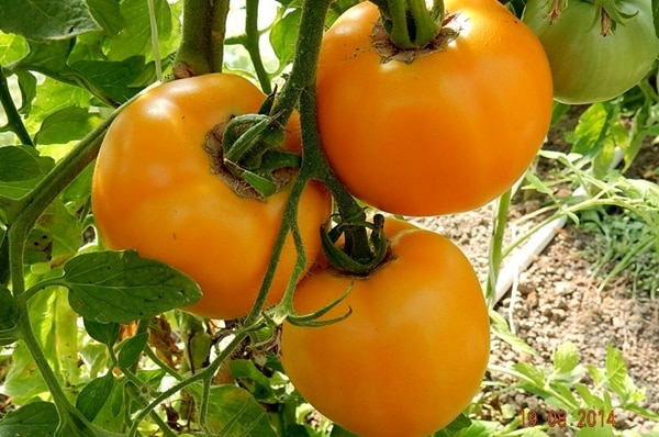 amber tomato in the garden