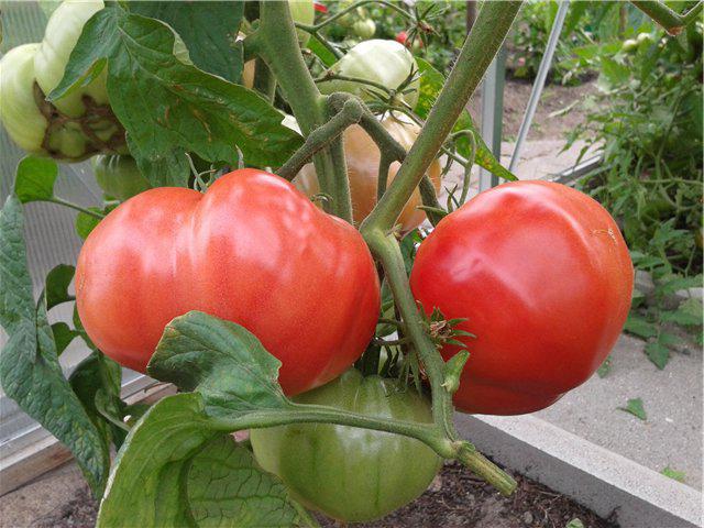 growing tomato