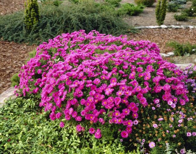 aster novobelgica