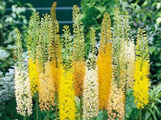 Eremurus ở nhà nước 