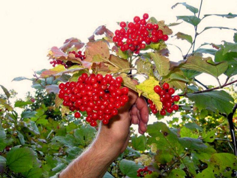 reifer Viburnum 