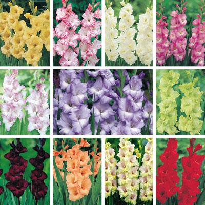 sorte gladiola