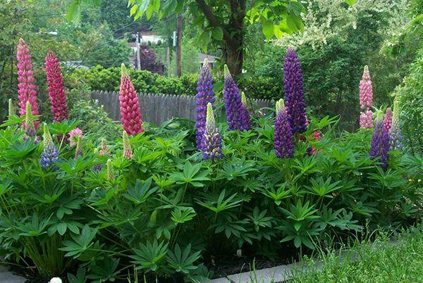 lupine in de bloembedden 