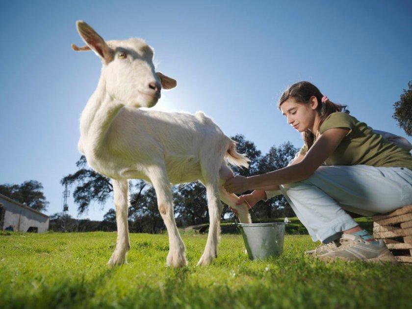 la chèvre n'abandonne pas complètement le lait