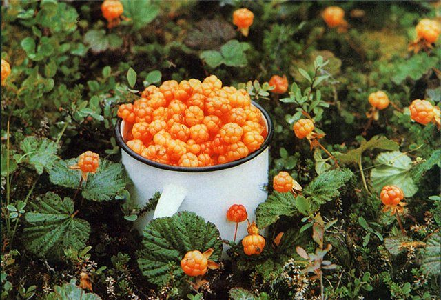 cloudberries για κομπόστα