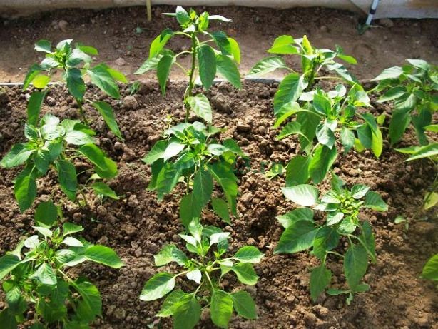 pepper seedlings in a greenhouse