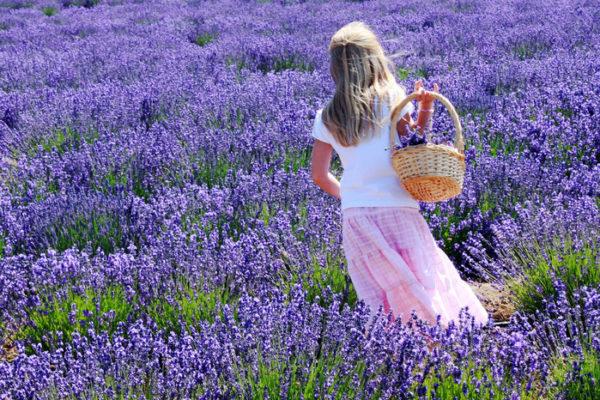 lavender in the field 